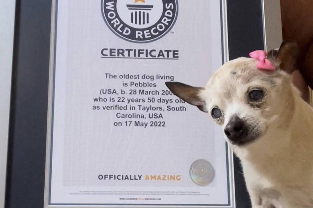 Cadela Pebbles havia conquistado o título do Guinness em maio. Cão mais velho do mundo morre aos 22 anos nos EUA