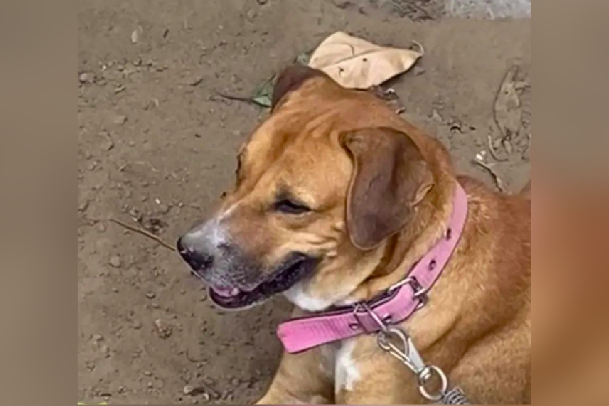 A Polícia Civil prendeu um homem suspeito de agredir o próprio cão com um pedaço de mangueira, na cidade de São Miguel do Araguaia, na região Norte de Goiás. Situação de maus-tratos foi confirmada quando os policiais encontraram o animal amarrado próximo à árvore, desnutrido e sem condições apropriadas.