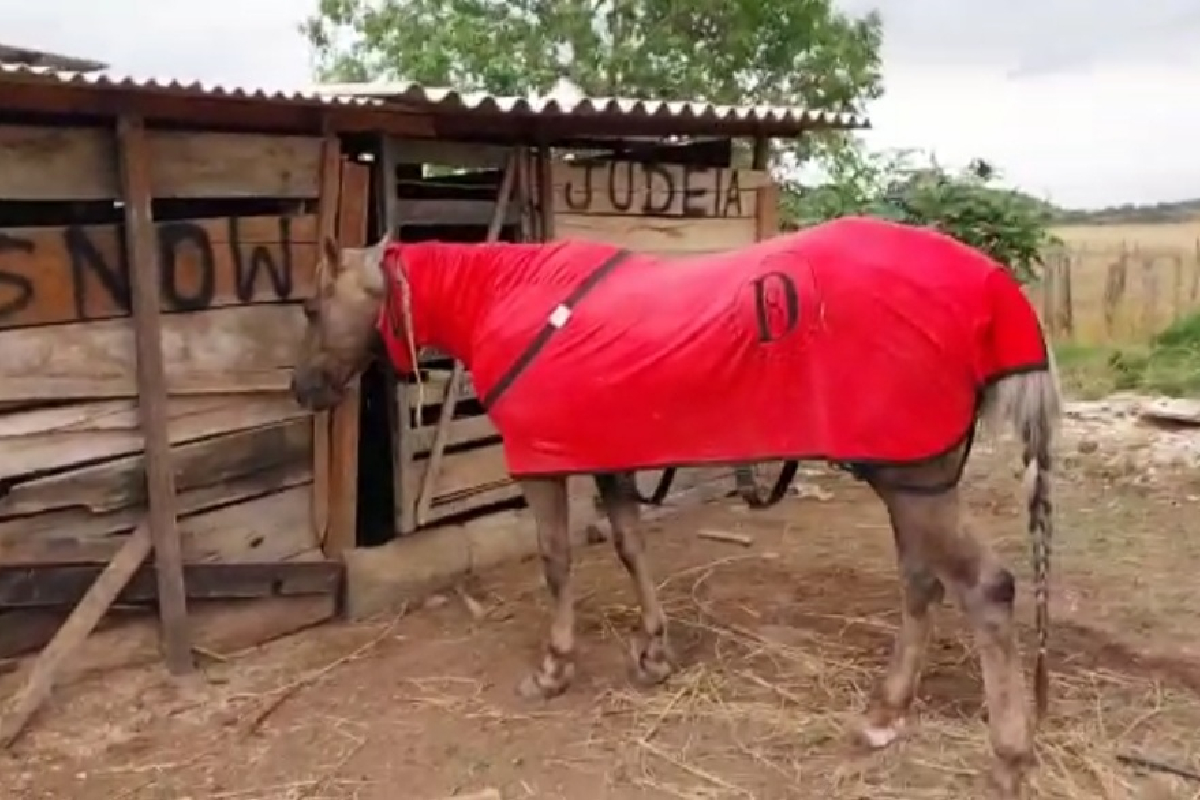 O alvo principal da operação passou a cavalos e caminhonetes com dinheiro proveniente da lavagem de dinheiro