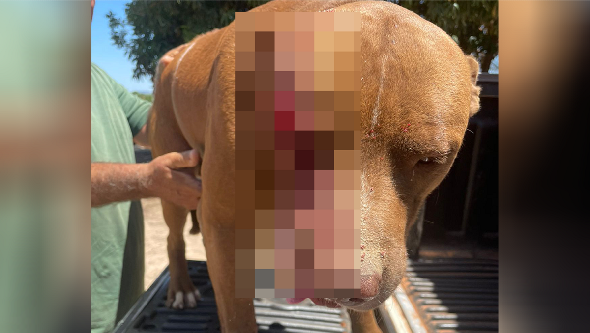 Mulher acusa vizinho de golpear o cão dela com um facão, em Fazenda Nova