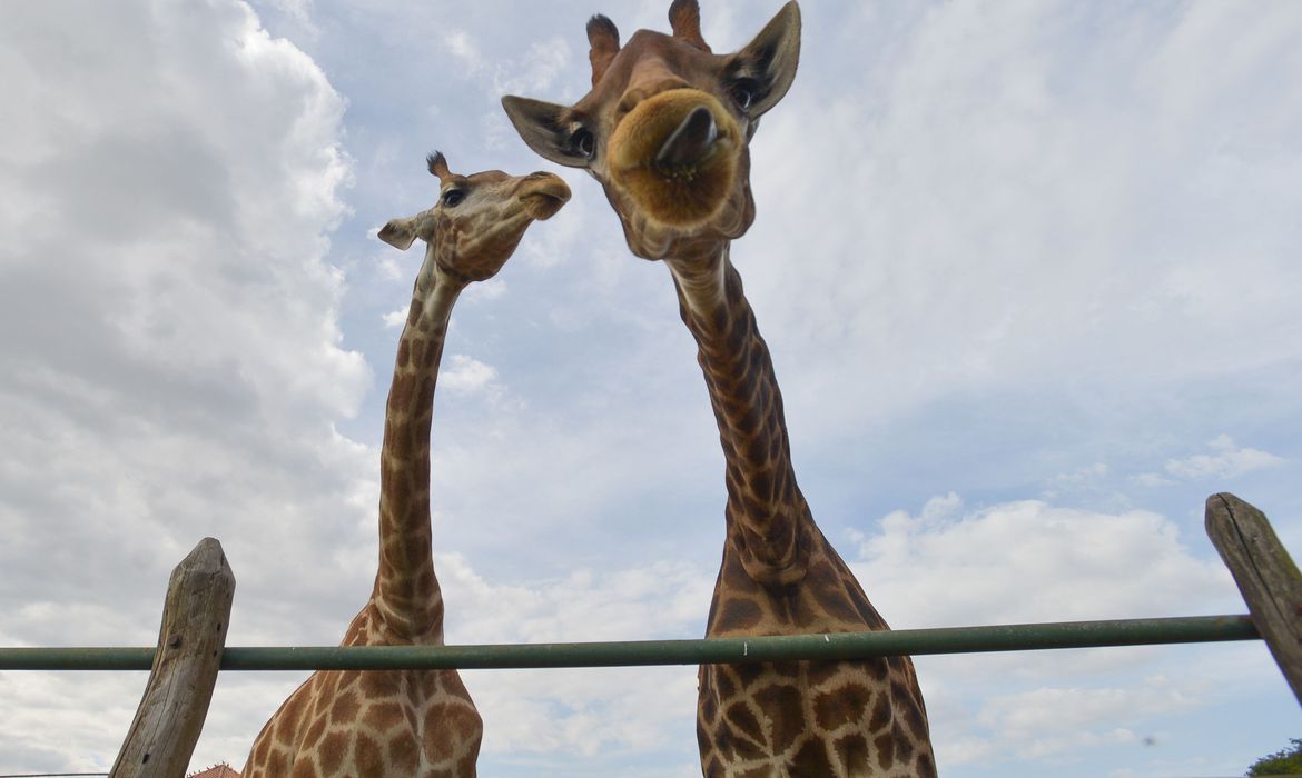 PF indicia 4 pessoas por crimes associados à importação de 18 girafas