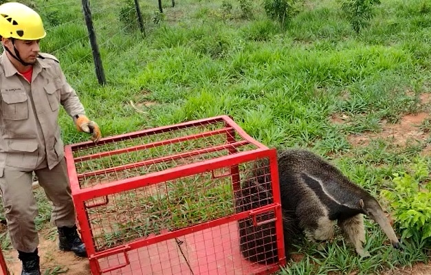 O animal foi solto em uma reserva ambiental (Foto: Bombeiros)