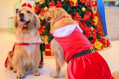 Encontro Natalino de pets em Goiânia acontece neste sábado