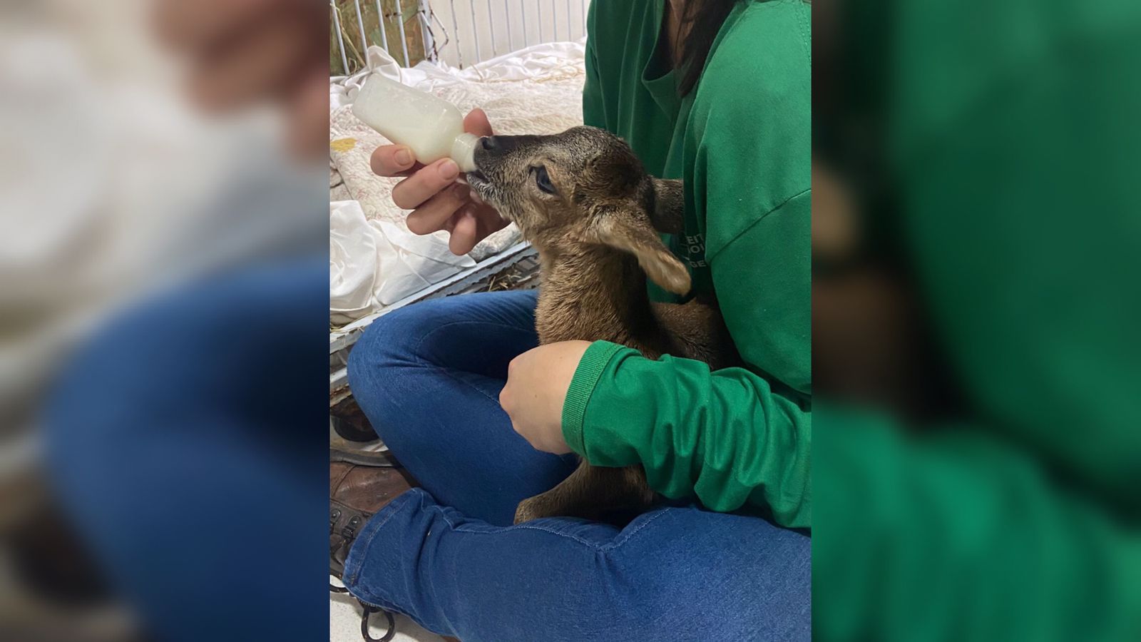 Filhote de mouflon asiático ganha nova morada no zoológico de Goiânia (Foto: Divulgação - Agetul)