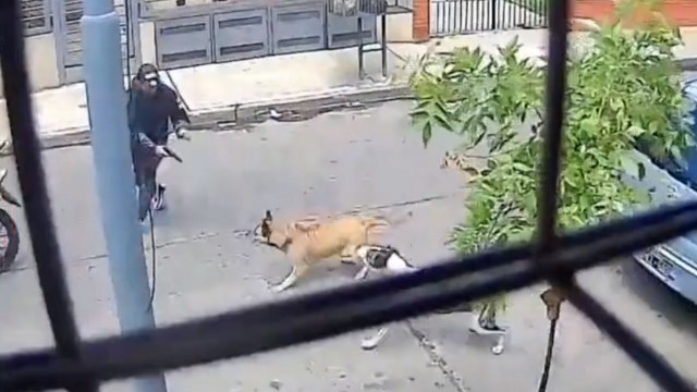 Cães impedem assalto na Argentina vídeo Câmera de segurança flagrou as cadelas agindo contra o crime Cães correm atrás de criminosos e impedem assalto na Argentina; vídeo