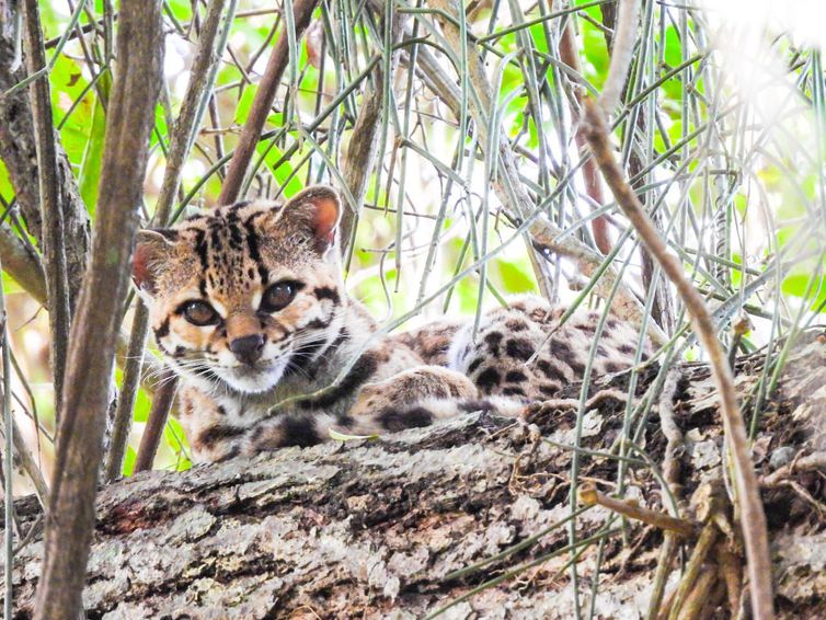Espécie rara de felino ameaçada de extinção é avistada no norte do RJ