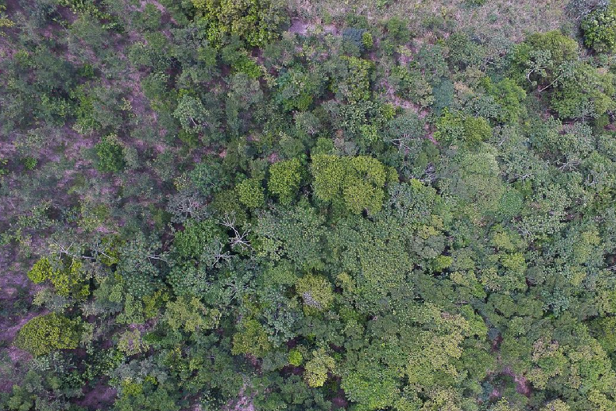 Em Goiás, houve desmatamento ilegal em 289,86 hectares de floresta, em propriedades de Cachoeira Alta, Paranaiguara, Quirinópolis e Ipameri.