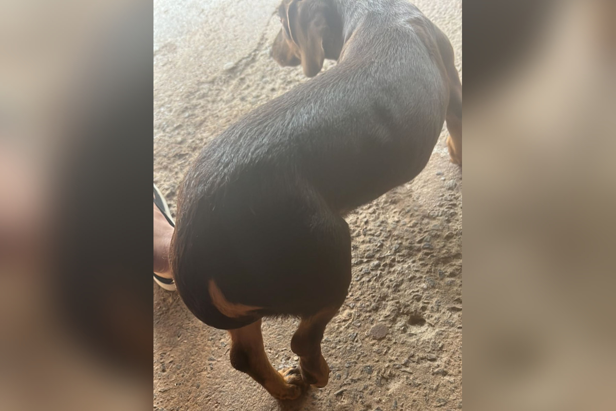 A Polícia Civil investiga um homem suspeito de quebrar a pata de uma cadela de propósito, em Goiânia. Crime aconteceu no último dia 27 de outubro, no Parque Tremendão e teria sido cometido pelo cunhado do tutor do animal.