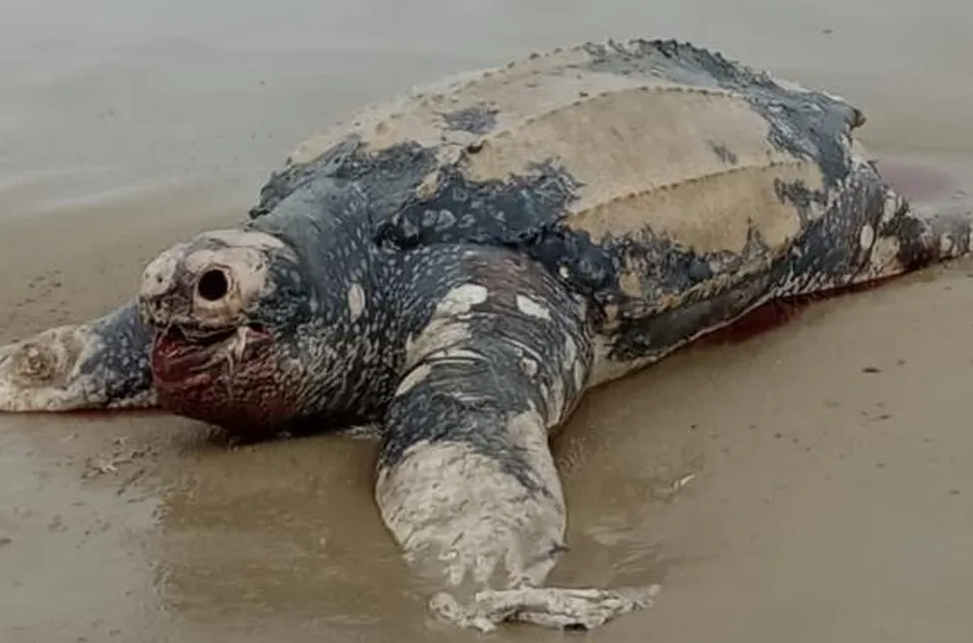 Tartaruga de 1,80 metro ameaçada de extinção é encontrada morta em SC