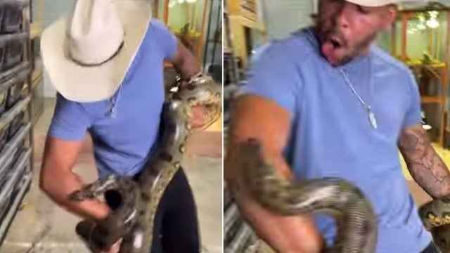 Apesar das mordidas ca cobra, americano não larga sucuri (reprodução/Vídeo/redes sociais)