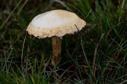 Psicodélicos: substância encontrada em cogumelos alucinógenos ajuda a reduzir a depressão, aponta estudo