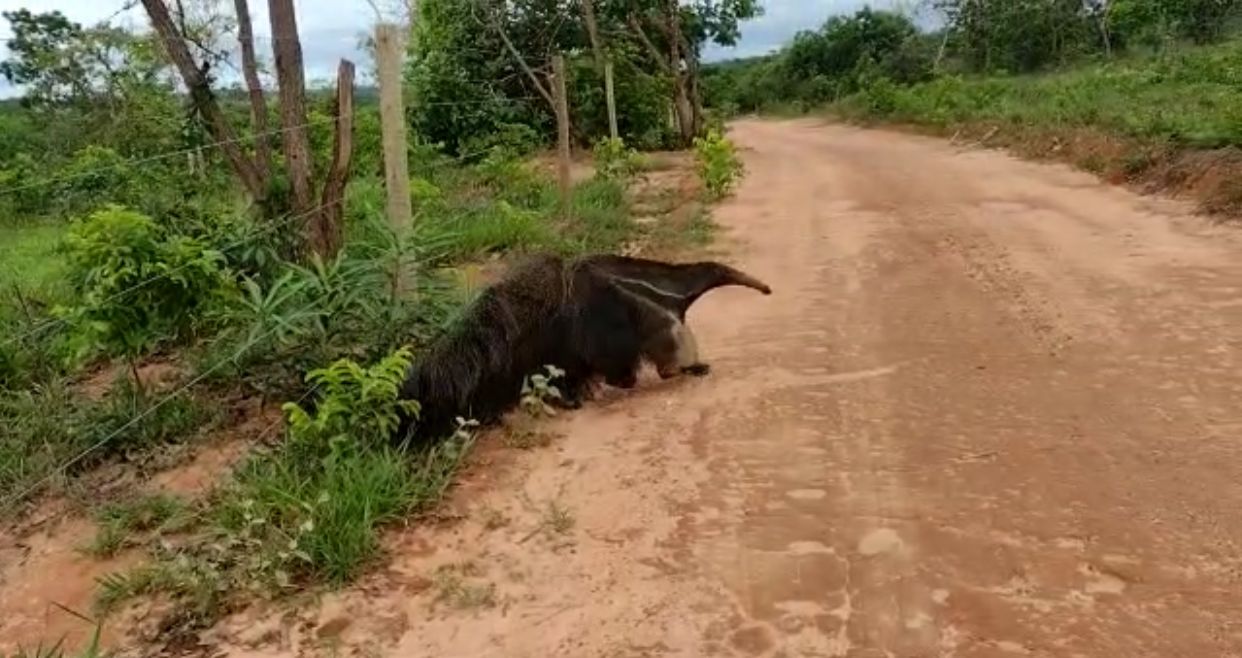 O animal foi solto em uma reserva ambiental (Foto: Bombeiros)