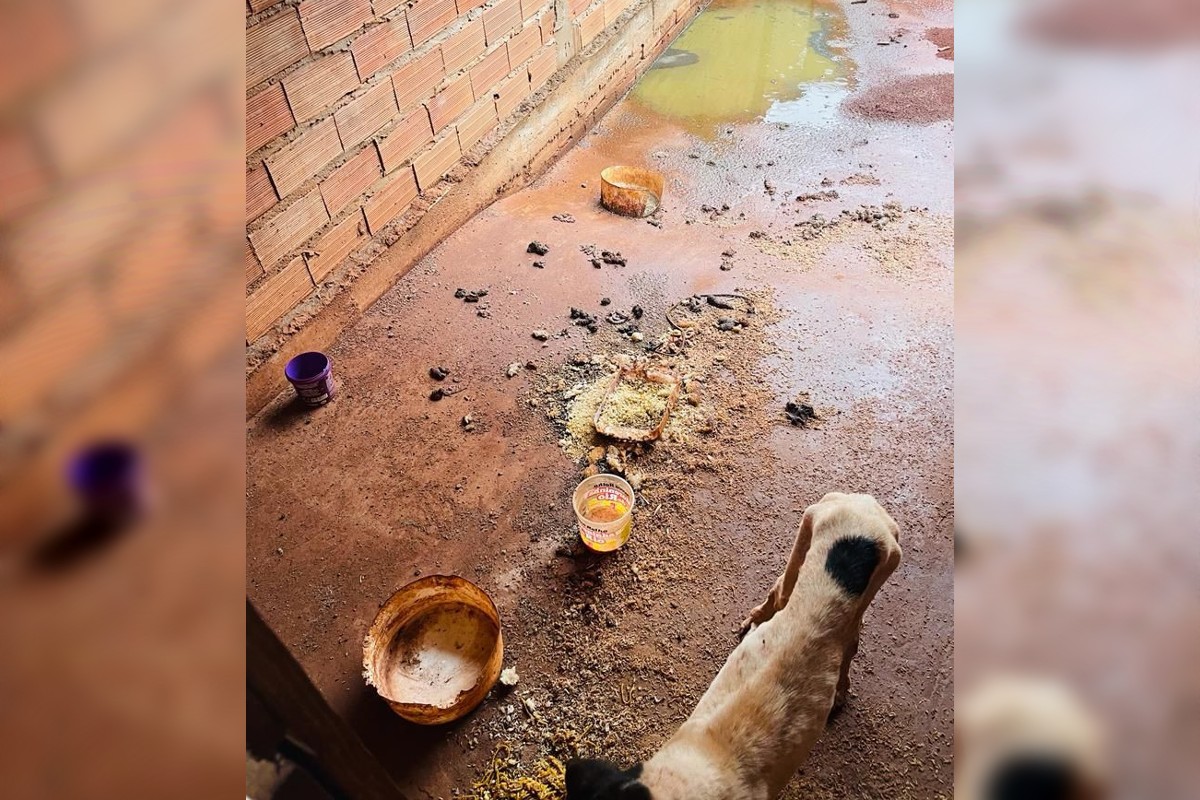 Tutor é preso após cachorro ser encontrado desnutrido e com comida em meio a fezes em Iporá 