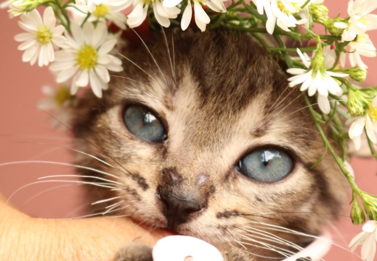 Evento de adoção pet em Goiânia acontece neste domingo (27/11)