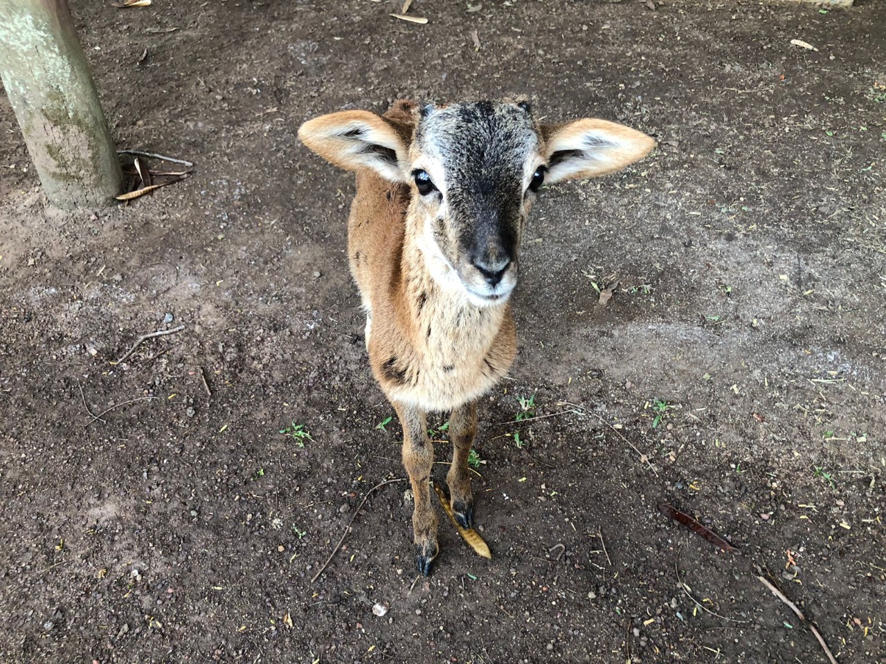 Filhote de mouflon asiático ganha nova morada no zoológico de Goiânia (Foto: Divulgação - Agetul)