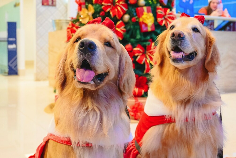 Encontro Natalino de pets em Goiânia acontece neste sábado