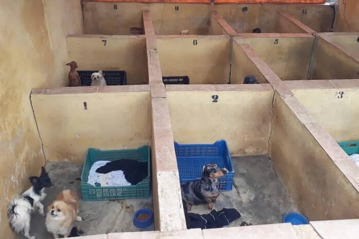 Dona de canil é condenada por maus-tratos contra 1.708 cães resgatados por Luisa Mell (Foto: Divulgação/PM)