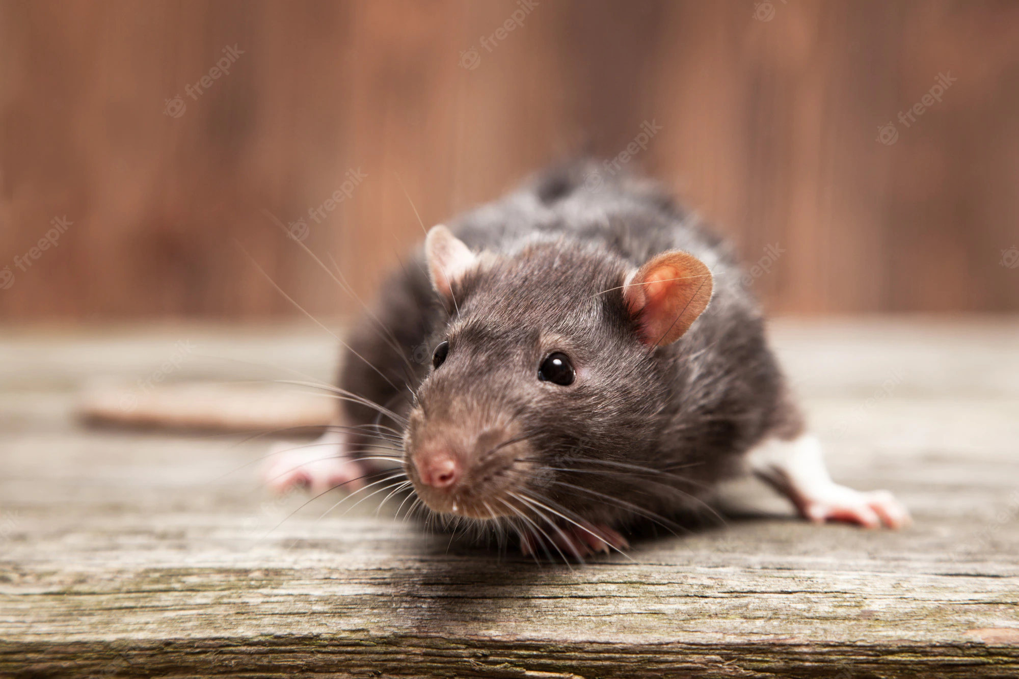 Agentes afirmaram que houve uma "infestação de ratos" na delegacia Polícia indiana acusa ratos por sumiço de meia tonelada de maconha