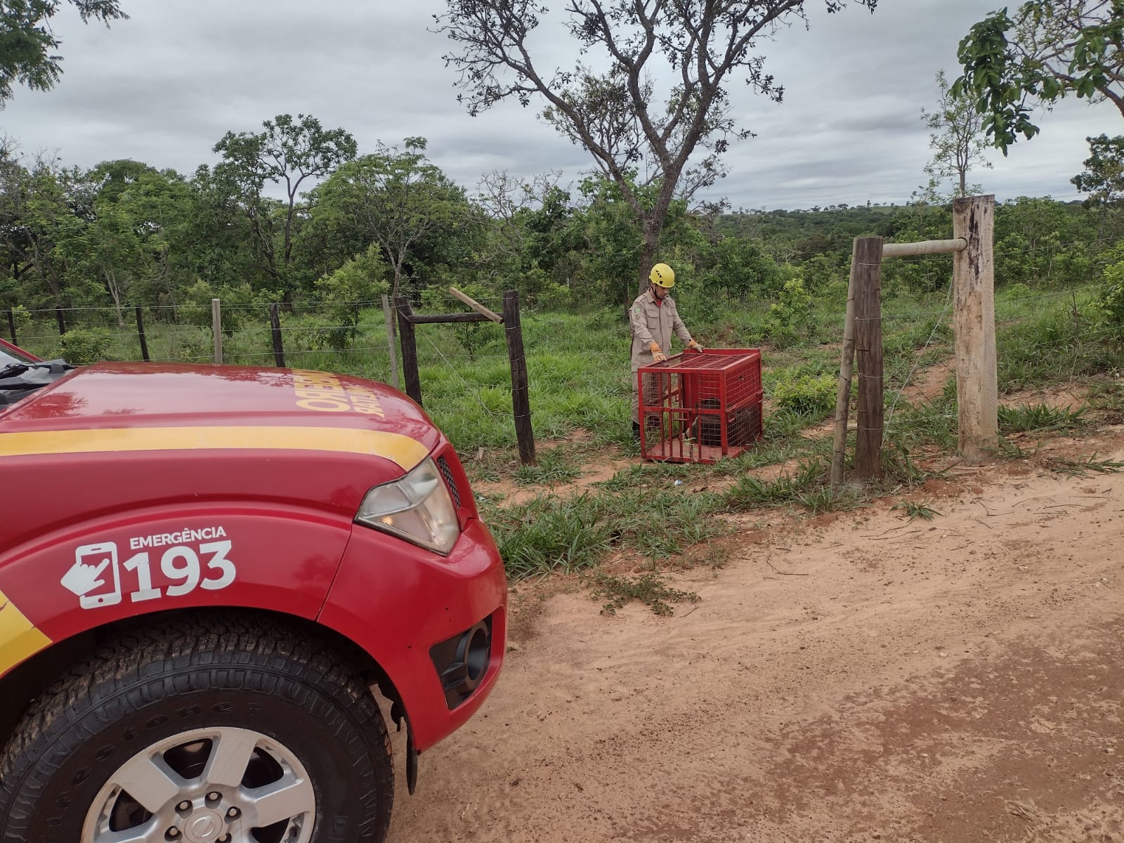 O animal foi solto em uma reserva ambiental (Foto: Bombeiros)
