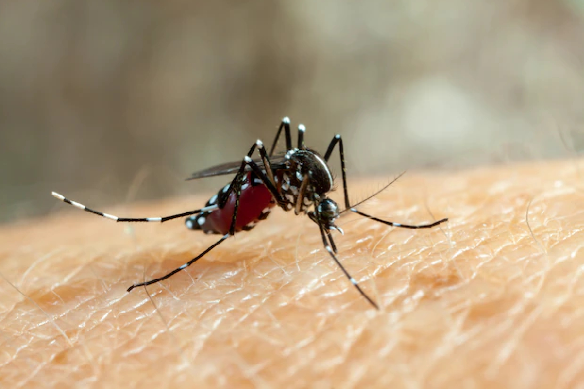 Dengue tipo 3 ressurge no Brasil e preocupa especialistas