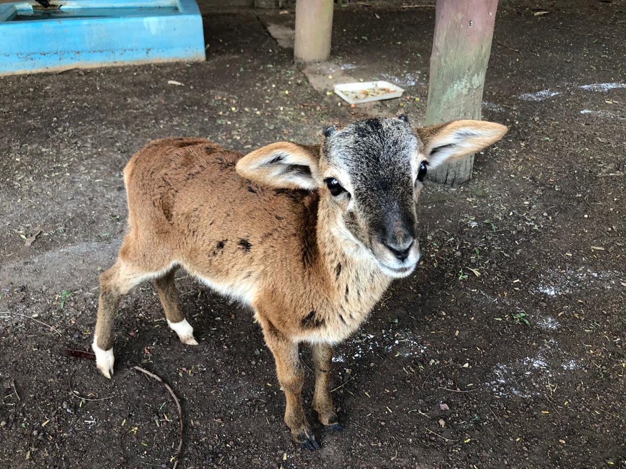 Após ser renegado pela mãe, filhote de mouflon asiático ganha nova morada no zoológico de Goiânia