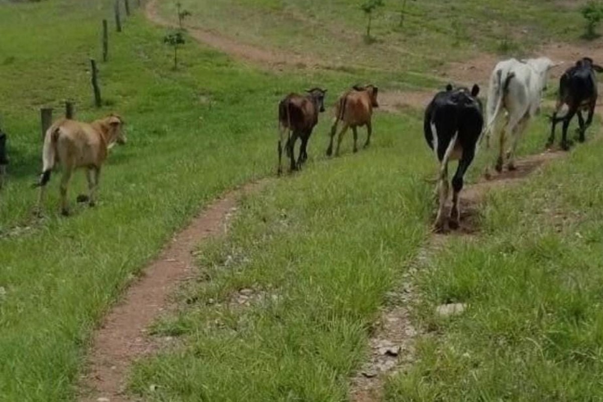Homem é preso suspeito de furtar gado em fazendas de Pontalina (GO)