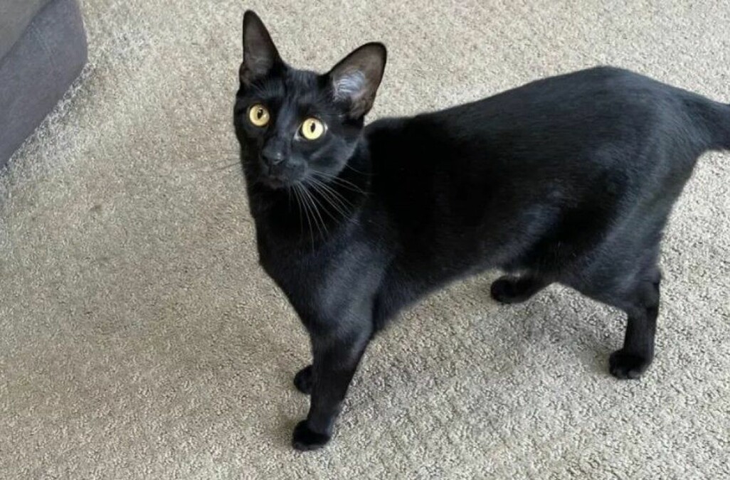 Animal teria cerca de um metro de comprimento Gato encontra cabeça de jacaré e leva para os donos; assista ao vídeo