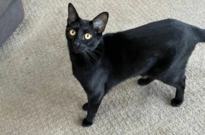 Animal teria cerca de um metro de comprimento Gato encontra cabeça de jacaré e leva para os donos; assista ao vídeo