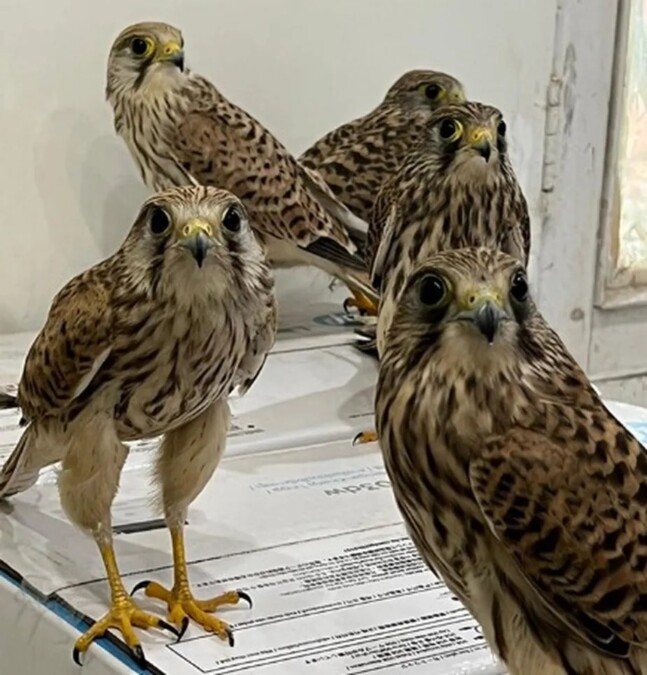 Interpol salvou mais de 2 mil animais vítimas de tráfico (Foto: Divulgação/Interpol)