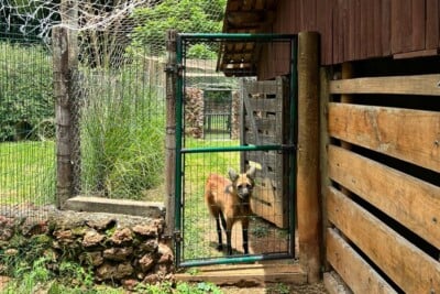 Lobos-guará do Zoo de Goiânia ganham novo espaço