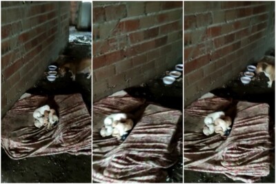 Polícia indicia dois homens por maus-tratos de animais em Goiânia