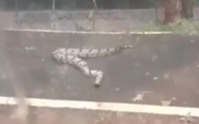 Cobra flagrada em pista de caminhada do Parque Flamboyant retornou para mata em Goiânia