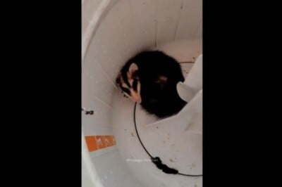 Gambá é encontrado dentro de máquina de lavar em Santa Catarina