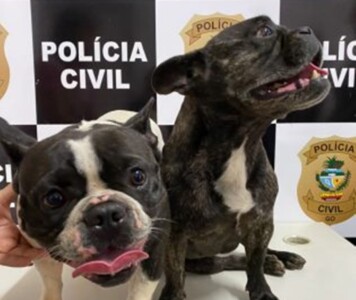 Polícia encontra em Morrinhos cães que fugiram de Itumbiara