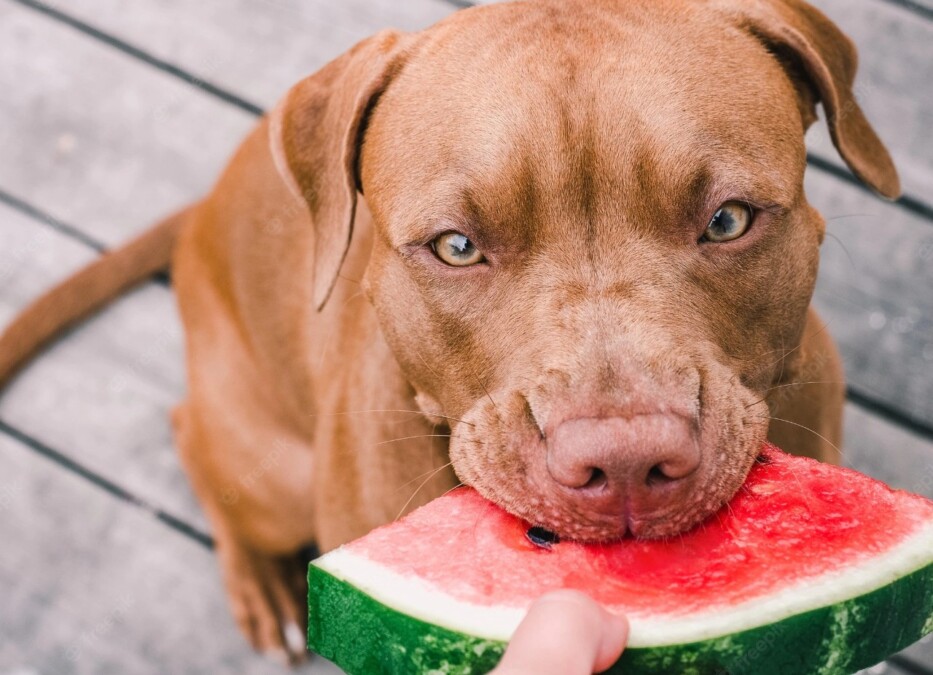 Abacate, laranja e abacaxi estão proibidos! Veterinária lista 11 frutas que os cachorros não podem comer; confira