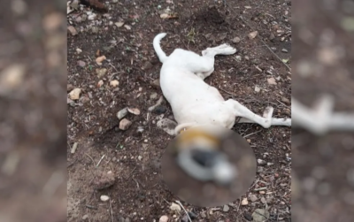 Homem mata cão da vizinha com sete tiros, em Porangatu