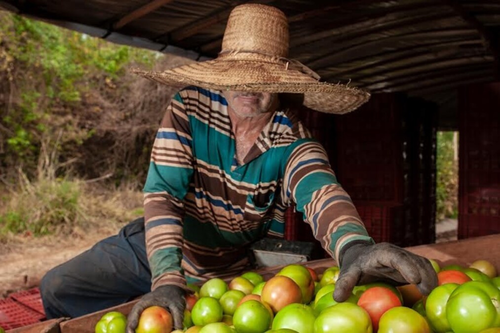 Goiás deve responder por um terço da produção brasileira de tomate este ano
