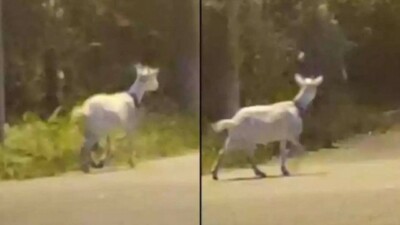 Jovem filmava uma cabra e não notou algo estranho na gravação 'Assombração' é flagrada em praia do Rio e viraliza na web; vídeo