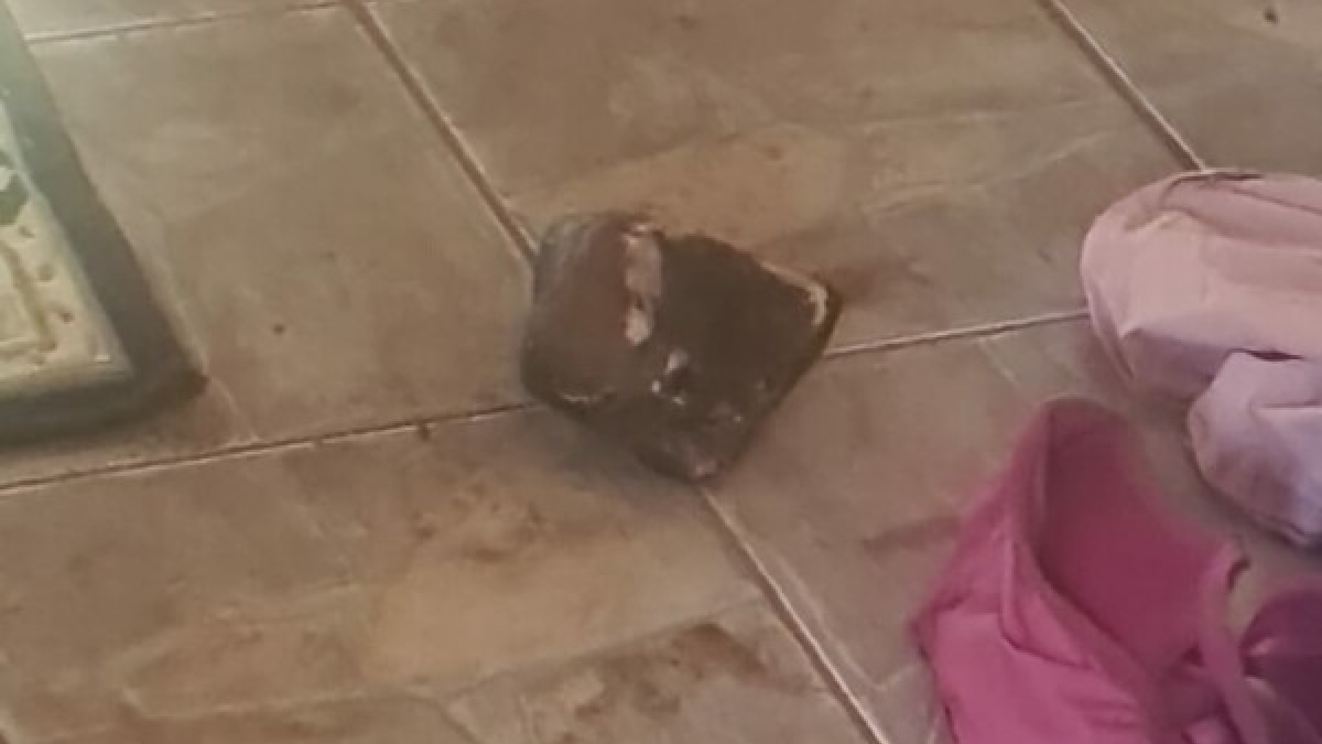 A Polícia Civil de Goiás prendeu, na manhã desta quarta-feira (25), um homem suspeito de matar sua companheira com golpes de pedra