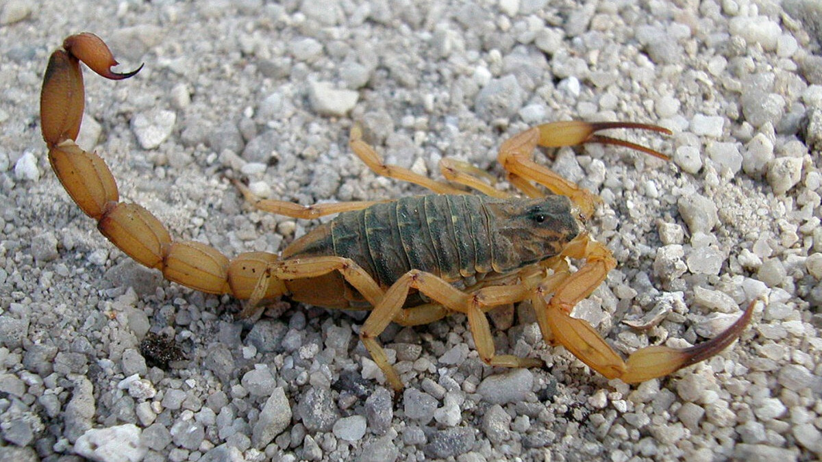 Vídeo de 'fazenda de escorpiões' viraliza na web: 
