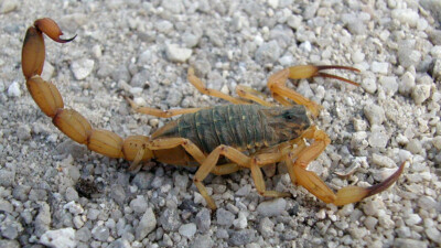 Vídeo de 'fazenda de escorpiões' viraliza na web: "Terei noites de pesadelos" "Eu não imaginava que isso existia", comentou internauta