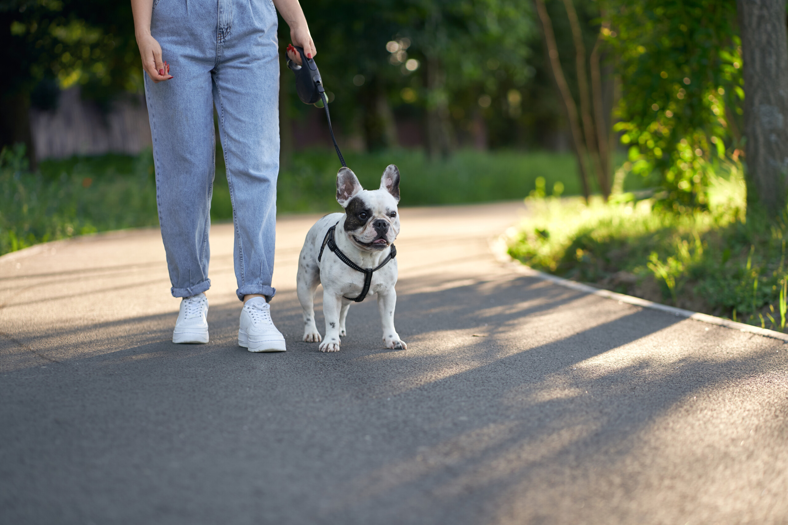 Cães de Nova York: os visitantes de quatro patas favoritos do ESB