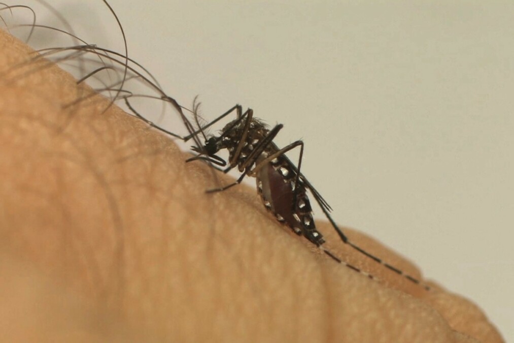 Goiânia confirma 1ª morte por dengue em 2024