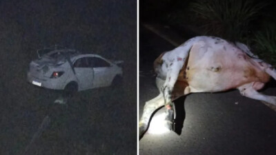 Amigos morrem após carro bater contra vaca e cair em ribanceira na GO-302