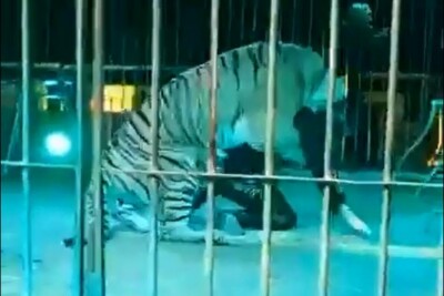 Homem foi mordido na perna e nos ombros Domador de animais é atacado por tigre durante apresentação na Itália; vídeo
