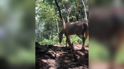 A Polícia Civil cumpriu, no dia 11 de janeiro, dois mandados de busca e apreensão em um abatedouro clandestino de animais, situado na zona rural da cidade de Hidrolândia. A operação contou com o apoio da Polícia Militar.