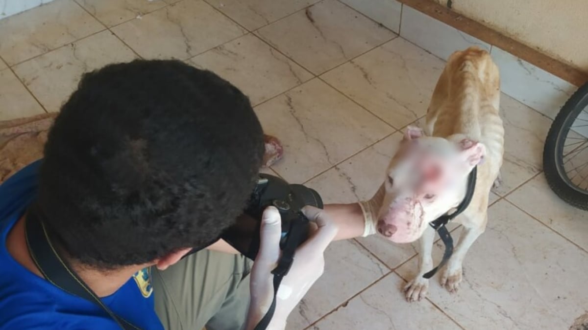 Um dos cachorros estava com anemia e ferimentos abertos com parasitas por toda a pele