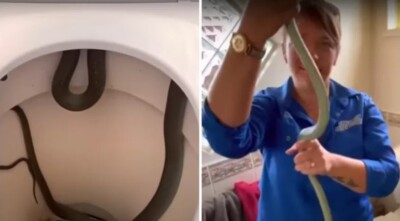 Gravação mostra mulher removendo o réptil do vaso sanitário Casal encontra cobra de 1,20m dentro de privada; vídeo