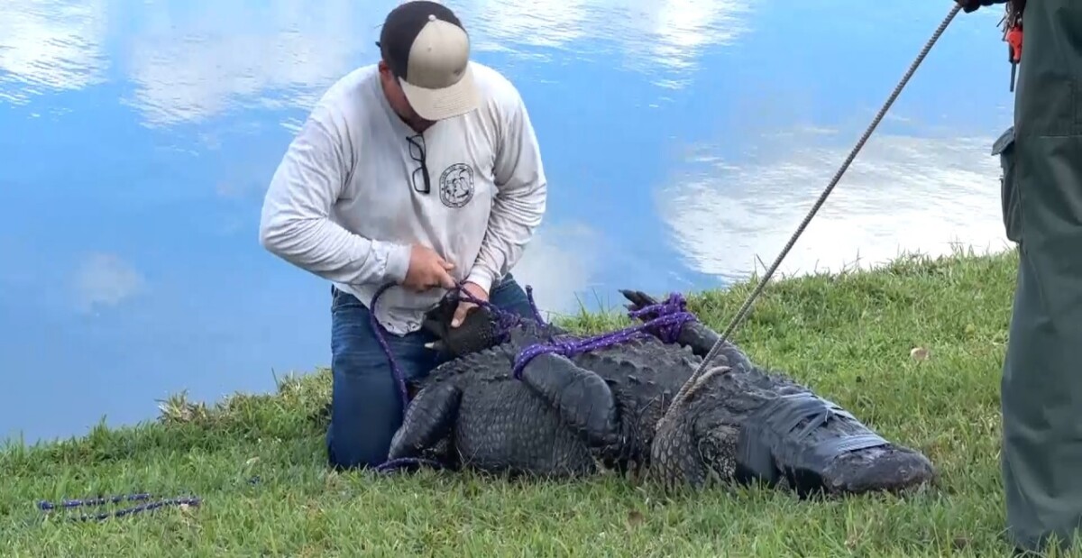 Crocodilo mata idosa enquanto ela passeava com cachorro na Flórida Uma mulher testemunhou a vítima sendo arrastada pelo réptil