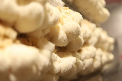 Composto de cogumelo comestível estimula o crescimento dos nervos e amplia a memória, diz estudo